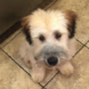 Meet your Posher, Constance